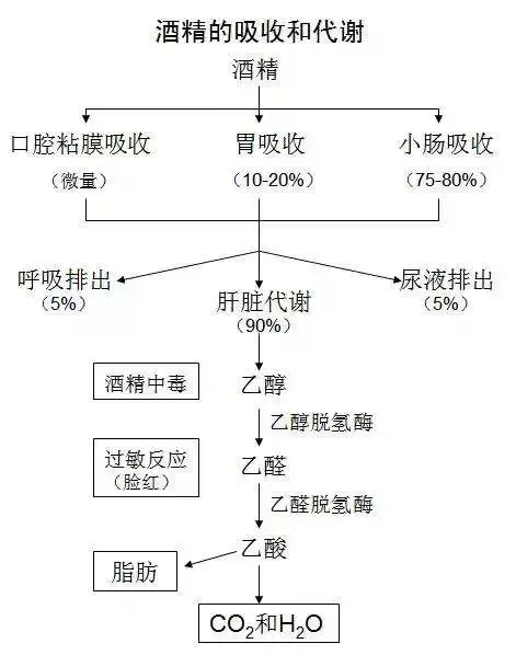 喝多少酒开车算酒驾？喝完酒多久能开车？这组数据，一一说明白了