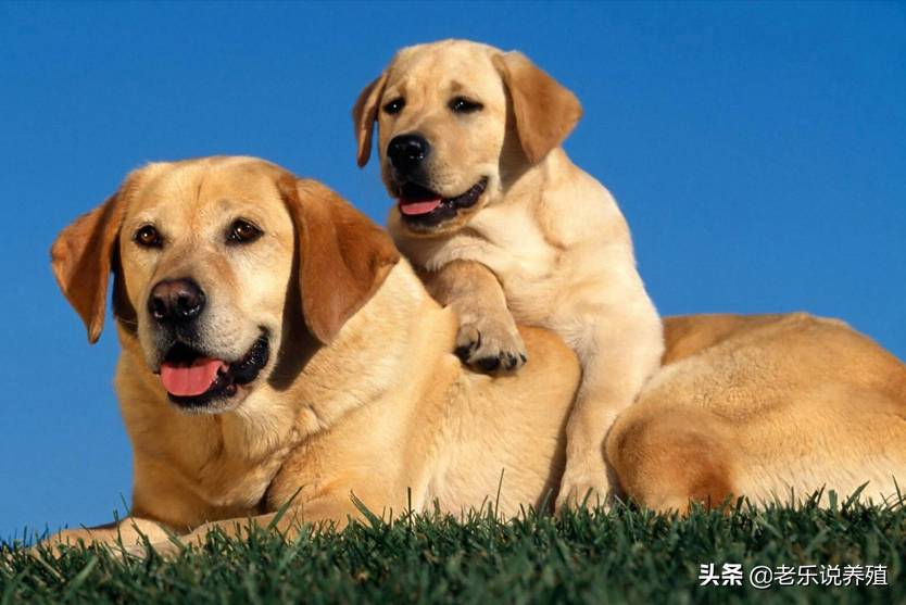 犬类养殖场需要什么手续